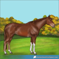 Horse Color:Chestnut Tobiano 