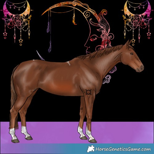 Horse Color:Chestnut Tobiano