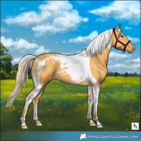 Horse Color:Palomino Tobiano 