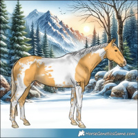 Horse Color:Palomino Tobiano