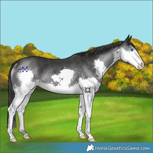 Horse Color:Black Splash Rabicano
