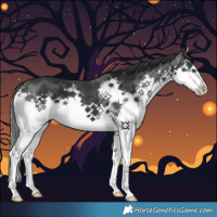 Horse Color:Black Splash 