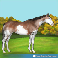 Horse Color:Bay Splash 