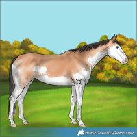 Horse Color:Bay Splash