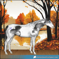 Horse Color:Black Splash Tobiano