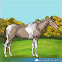 Horse Color:Painted Classic Champagne Tobiano 