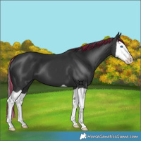 Horse Color:Painted Black Splash 