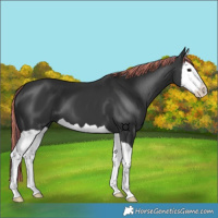 Horse Color:Painted Black Splash 