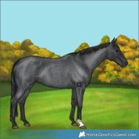 Horse Color:Blue Roan 
