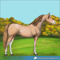 Horse Color:Bay Pearl Sabino 