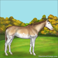 Horse Color:Red Onyx Splash