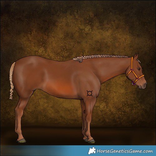 Horse Color:Chestnut 