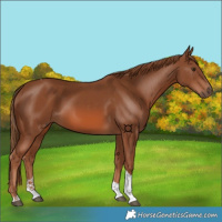 Horse Color:Chestnut Tobiano