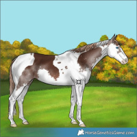 Horse Color:Liver Chestnut Splash Tobiano 