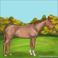Horse Color:Red Roan 