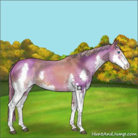 Horse Color:Chestnut Splash 