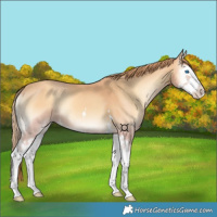 Horse Color:Gold Champagne Onyx Splash 