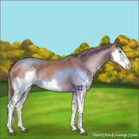 Horse Color:Chestnut Splash 