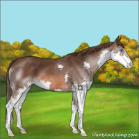 Horse Color:Liver Chestnut Splash