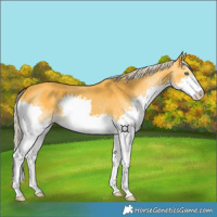 Horse Color:Palomino Splash 