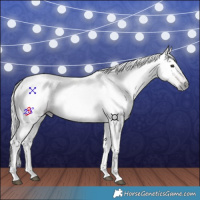 Horse Color:Gray Silver Bay 