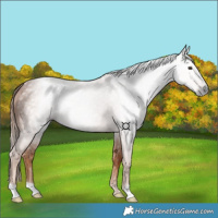 Horse Color:Gray Chestnut 
