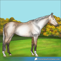 Horse Color:Gray Silver Buckskin