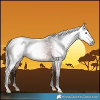Horse Color:Gray Silver Bay 
