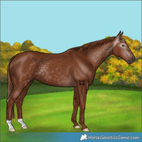 Horse Color:Gray Chestnut 