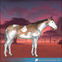 Horse Color:Bay Splash Tobiano