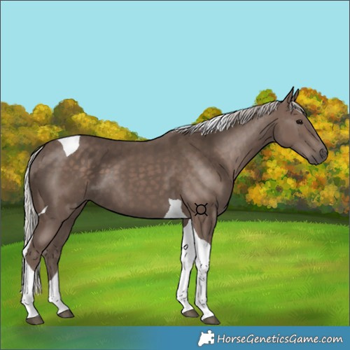 Horse Color:Silver Black Tobiano 