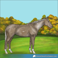 Horse Color:Silver Smoky Black 