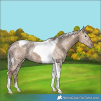 Horse Color:Silver Grullo Ice Tobiano