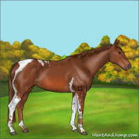 Horse Color:Chestnut Tobiano
