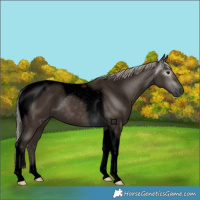 Horse Color:Gray Void Silver Black Tobiano