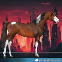 Horse Color:Bay Sabino Tobiano