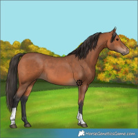 Horse Color:Bay Sabino Tobiano