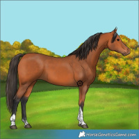 Horse Color:Bay Sabino Tobiano