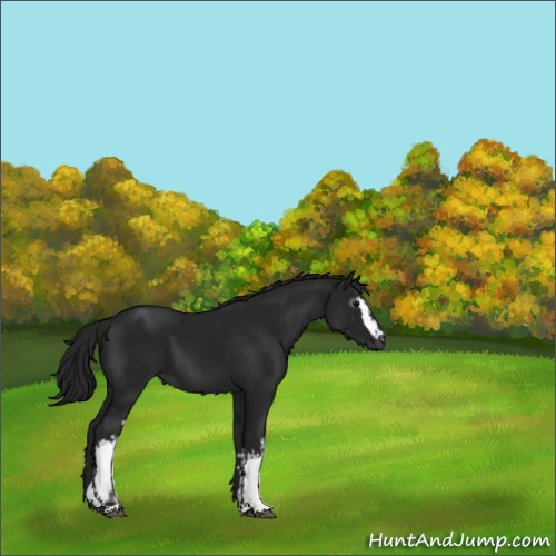 Horse Color:Gray White Spotted Black 