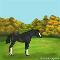 Horse Color:Gray White Spotted Black 