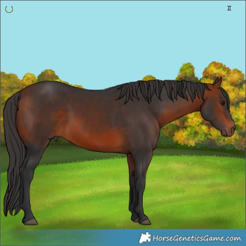 Horse Color:Brown 
