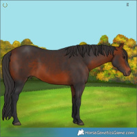Horse Color:Brown 