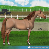 Horse Color:Red Dun 