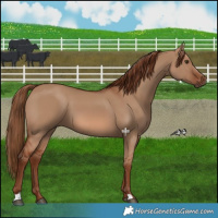Horse Color:Red Dun 