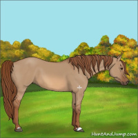 Horse Color:Red Dun 