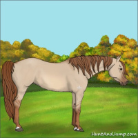 Horse Color:Red Dun 