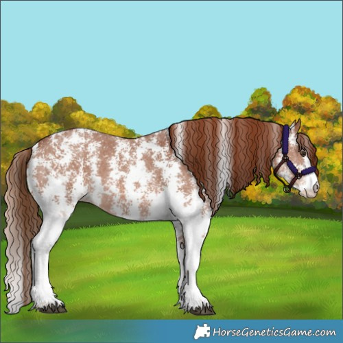 Horse Color:Chestnut Sabino 