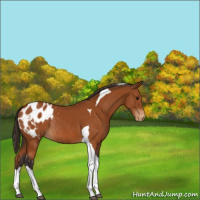 Horse Color:Buckskin Tobiano Appaloosa Rabicano