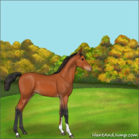 Horse Color:Bay Tobiano Rabicano 