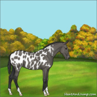 Horse Color:Grullo Appaloosa 